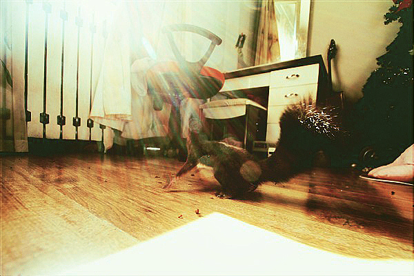 HI~我是爆乳飞（图ZMTc5MzEwMA==） - 宠物摄影 - 站酷设计师pinkmana原创素材 - 站酷ZCOOL