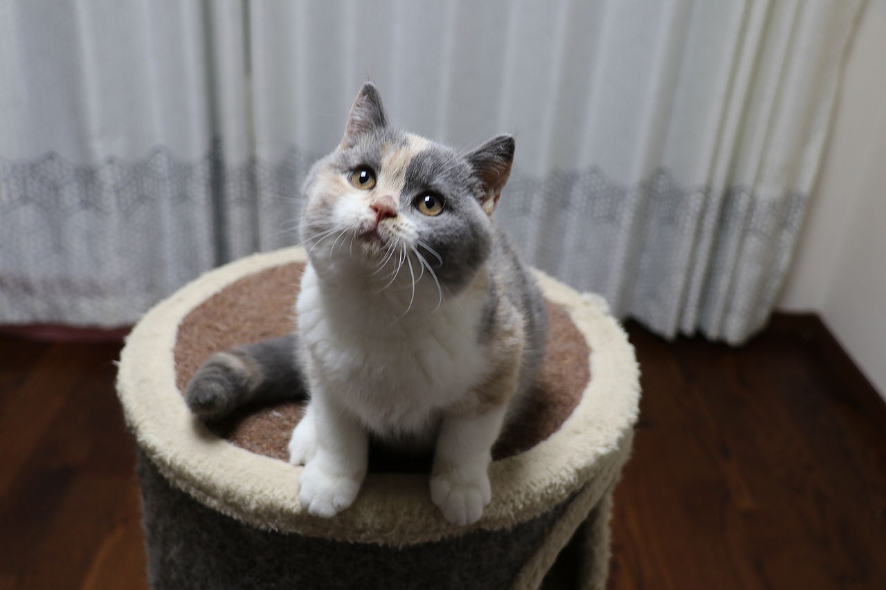 903英短三花-母-五粉 沐米猫舍  英短三花