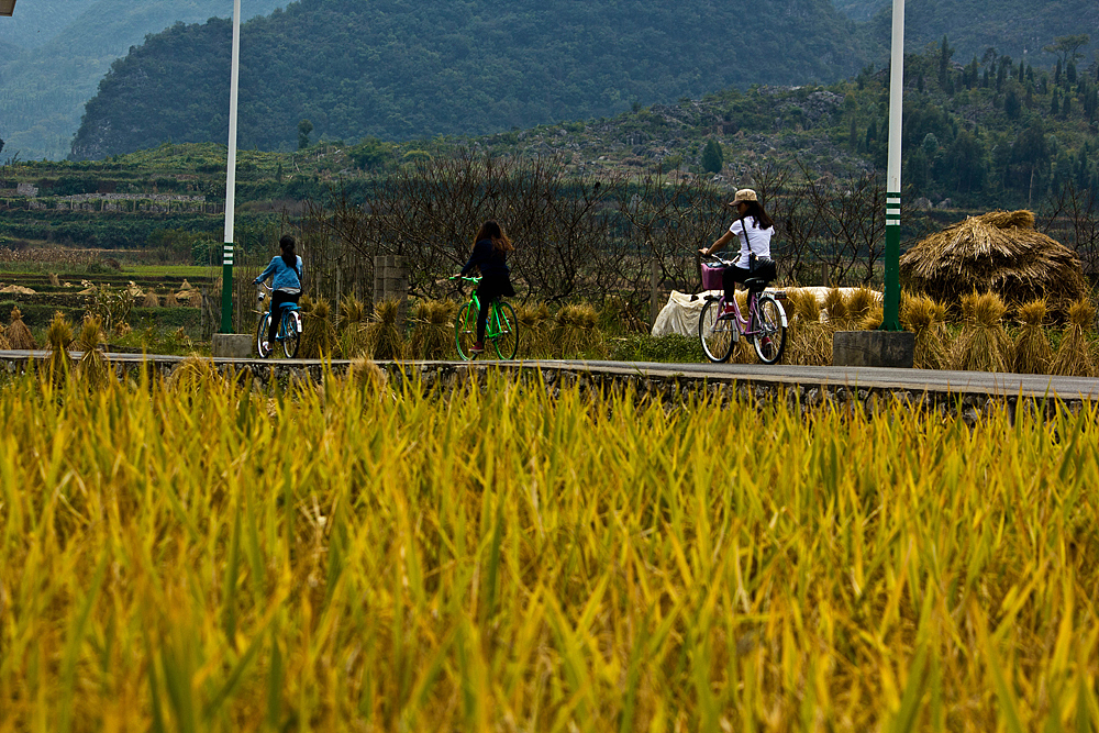 丰收季节（图ZMTE4MDk4NDg=） - 风光摄影 - 站酷设计师五条腿的蜗牛原创素材 - 站酷ZCOOL