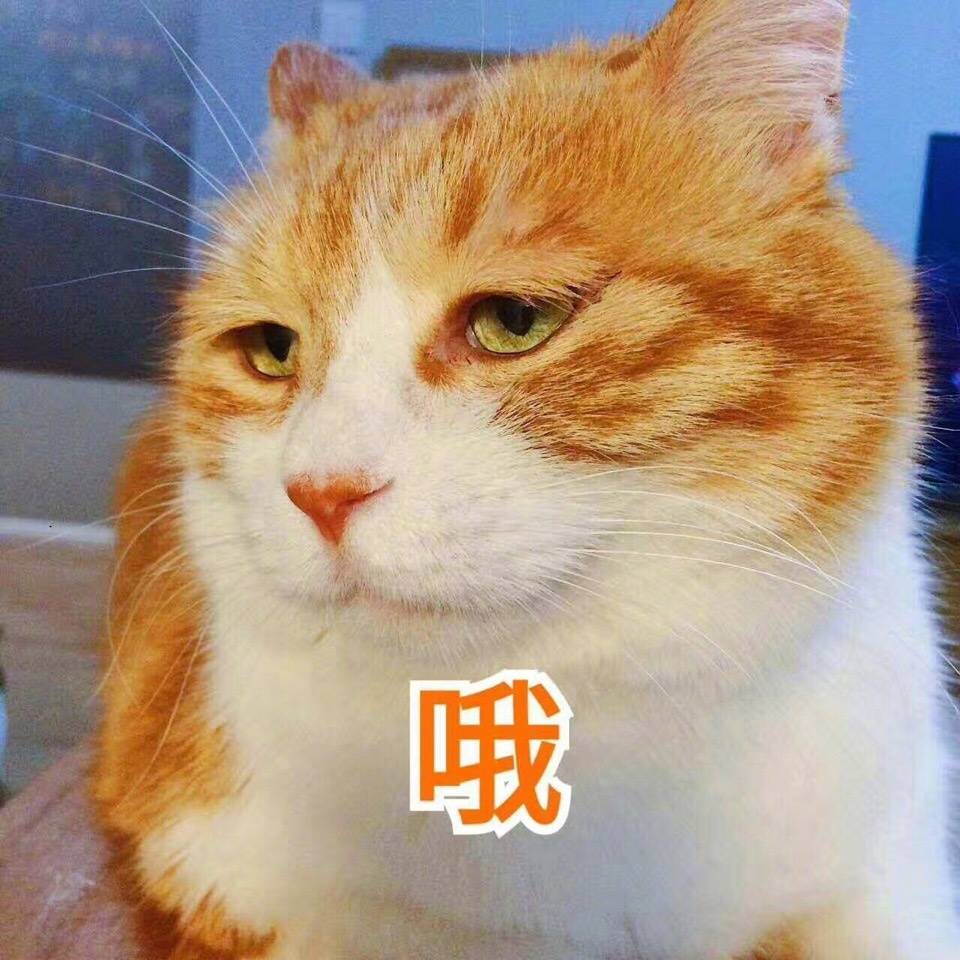 橘猫表情包 原图图片