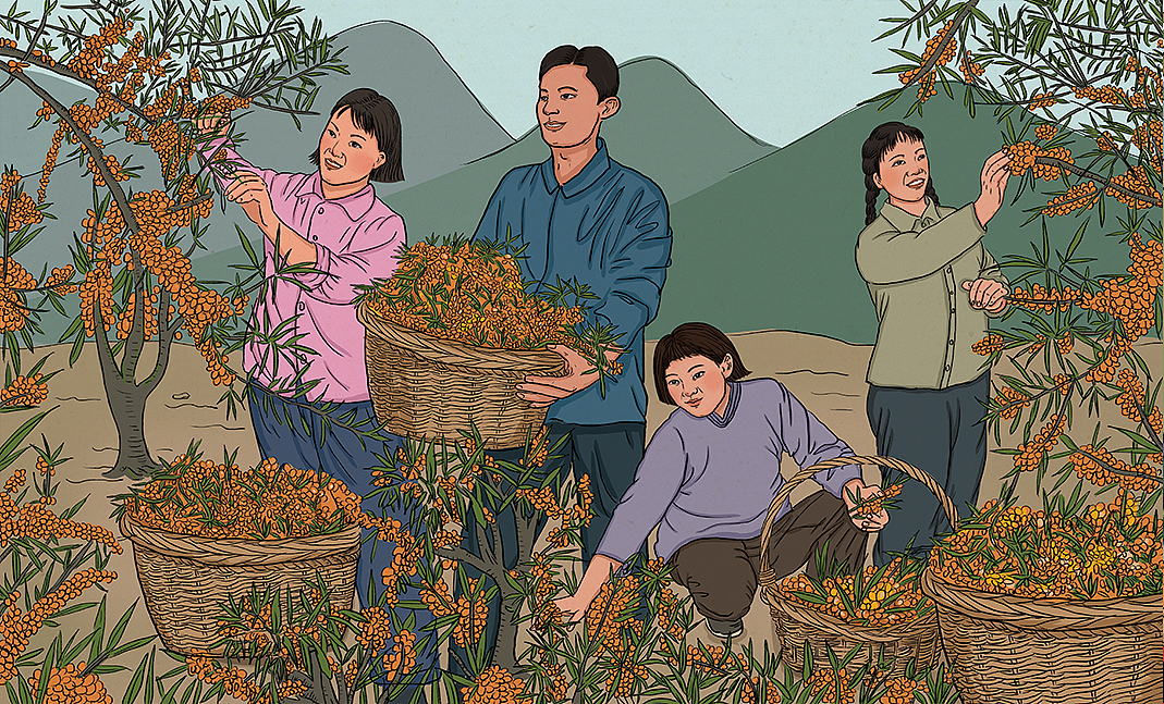 画面四是沙棘丰收时大家采摘的景象.