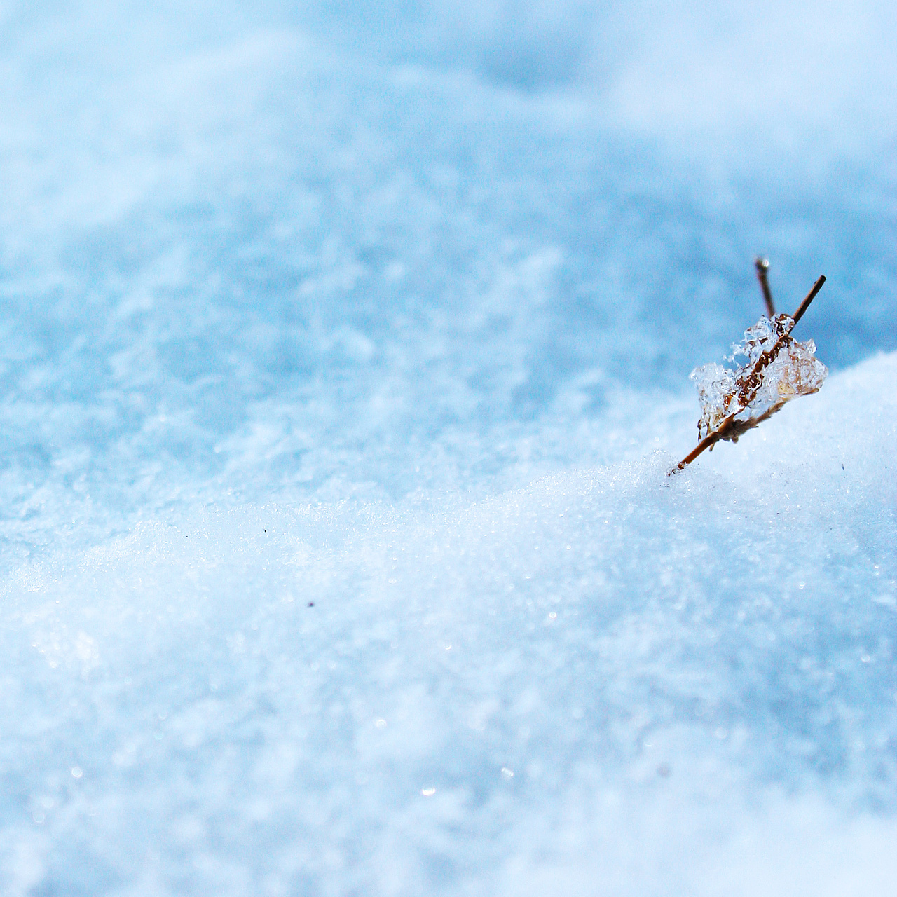 最爱东山晴后雪