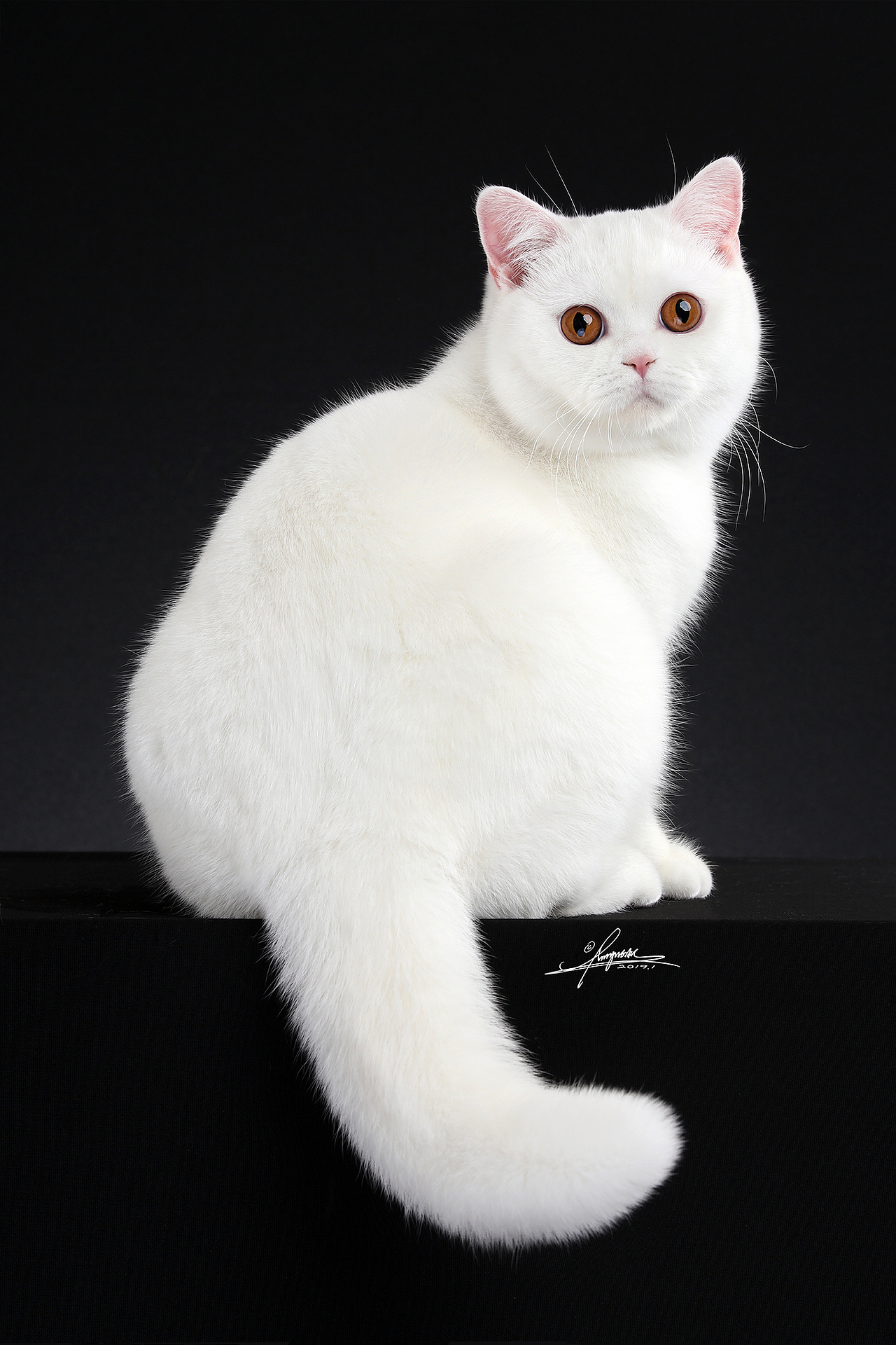 英国短毛猫amyworks,拍摄于山东青岛