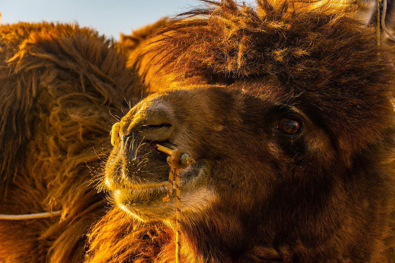 沙漠骆驼🐫（图ZMTU2Nzc2ODI4） - 宠物摄影 - 站酷设计师董哞哞原创素材 - 站酷ZCOOL