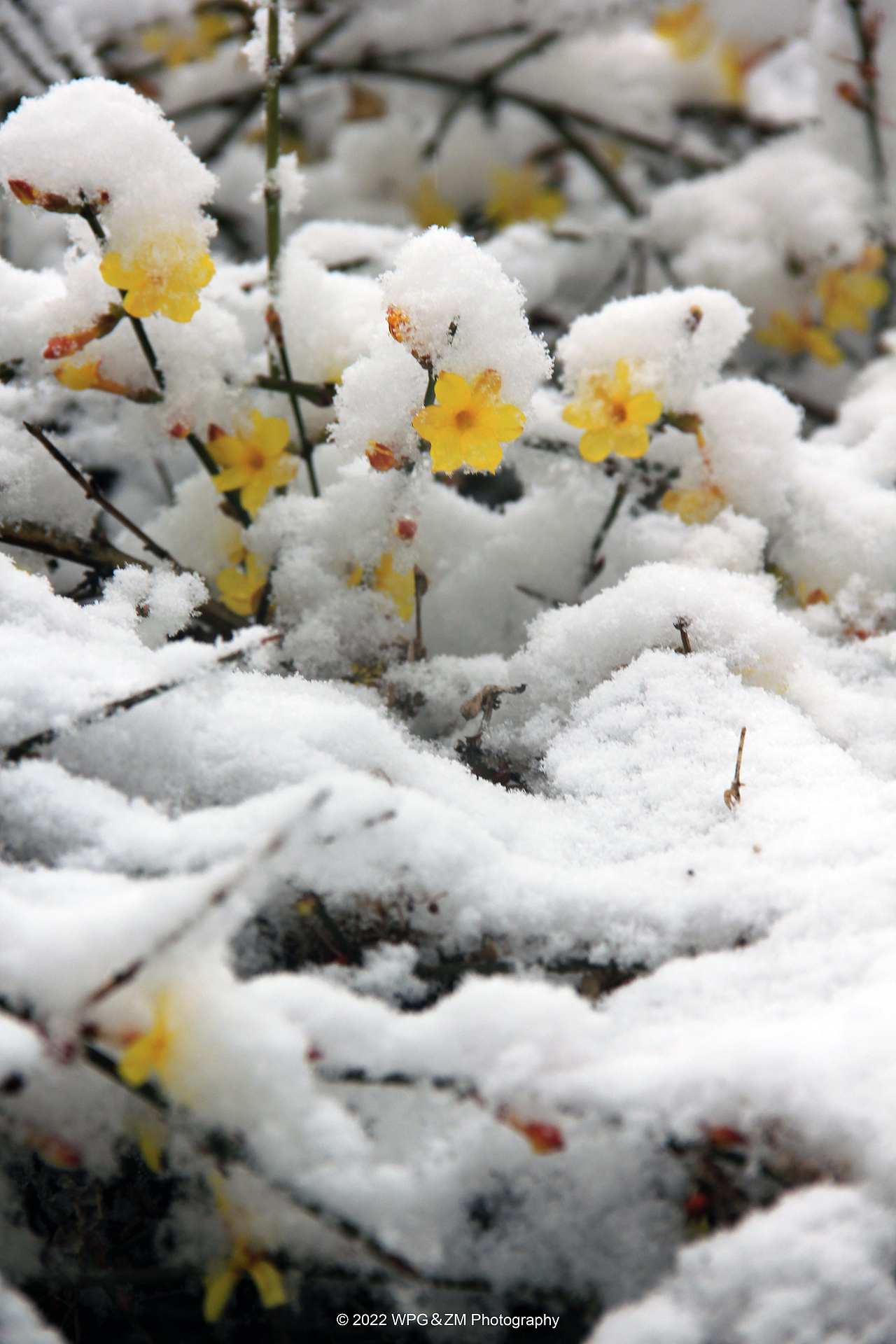 《 瑞雪迎春 》