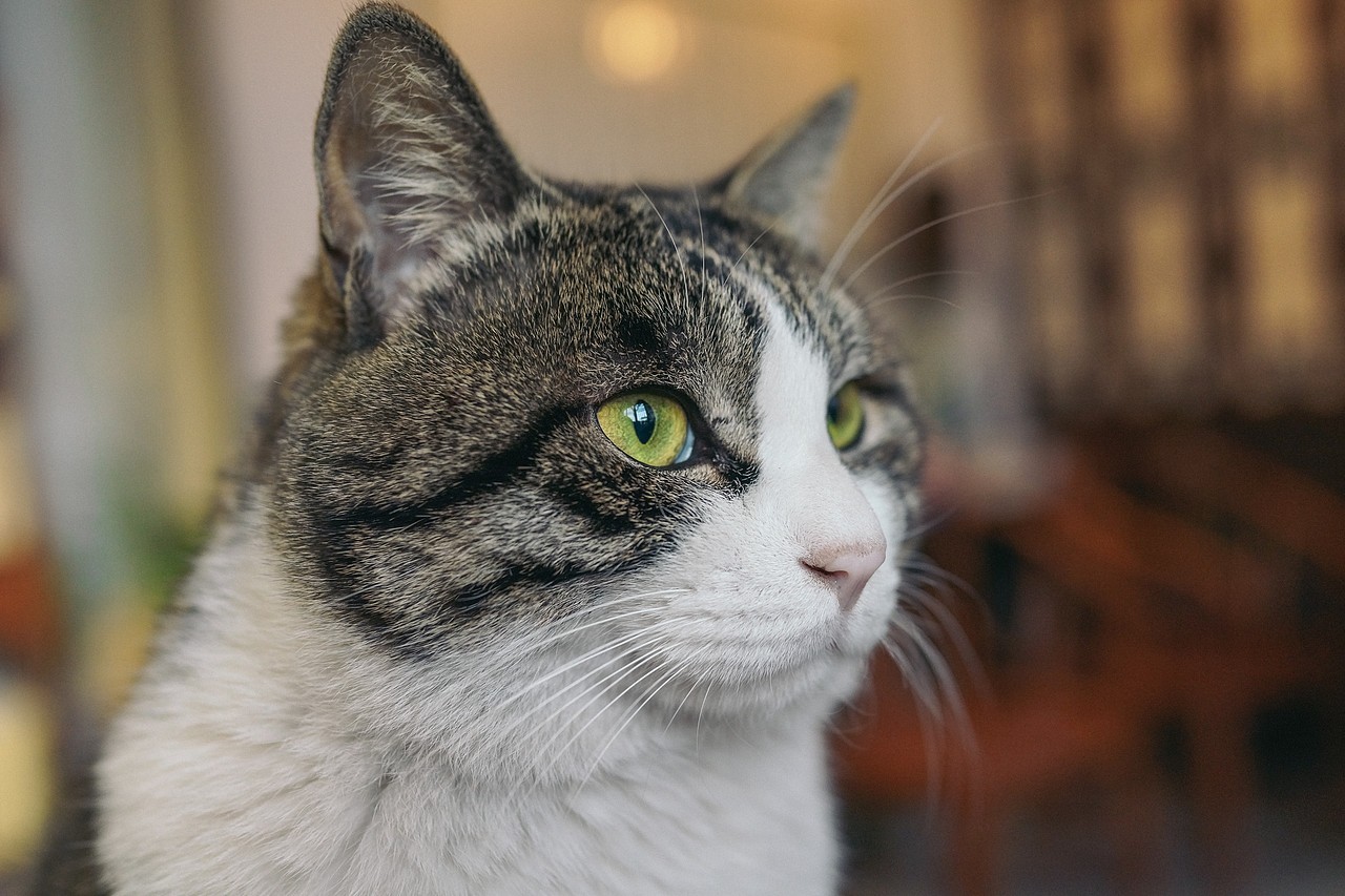 北京“正阳书局”喵老板和他的玩意儿们