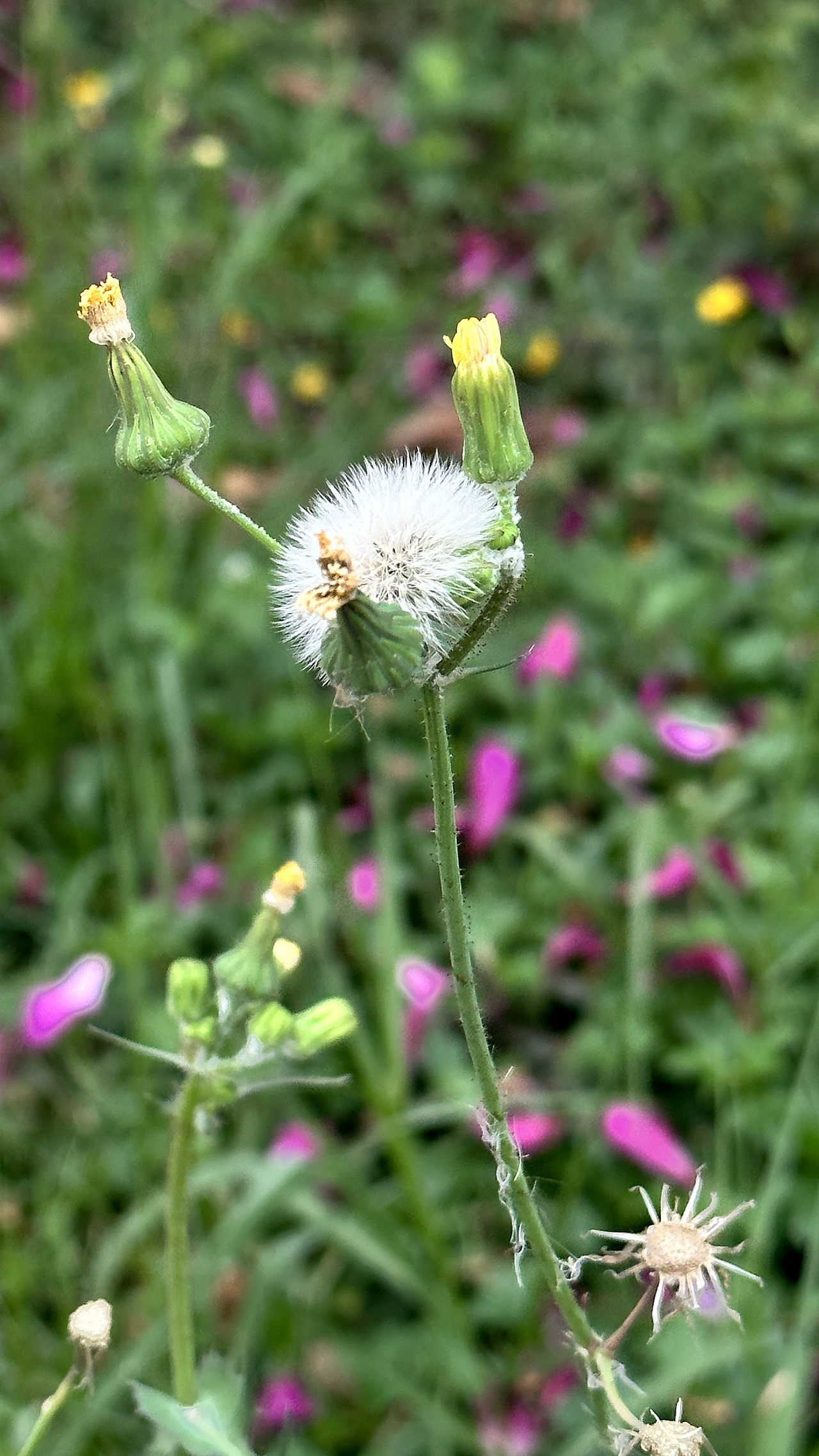 路边的蒲公英（图ZMzYxNTI1ODEy） - 风光摄影 - 站酷设计师漫步光旅原创素材 - 站酷ZCOOL