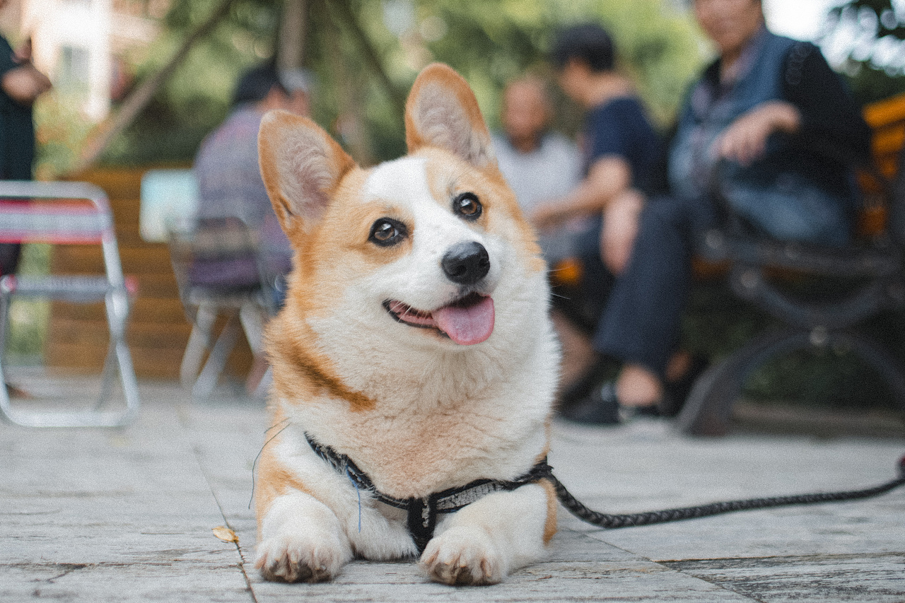 多多的故事（图ZMjEwMzM2Nzgw） - 宠物摄影 - 站酷设计师aiml1998原创素材 - 站酷ZCOOL