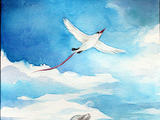 海獅與紅尾鹲（個(gè)人主頁(yè)-ZMjkxNjQxNjQ=） - 藝術(shù)插畫 - 站酷設(shè)計(jì)師宛青是我原創(chuàng)素材 - 站酷ZCOOL