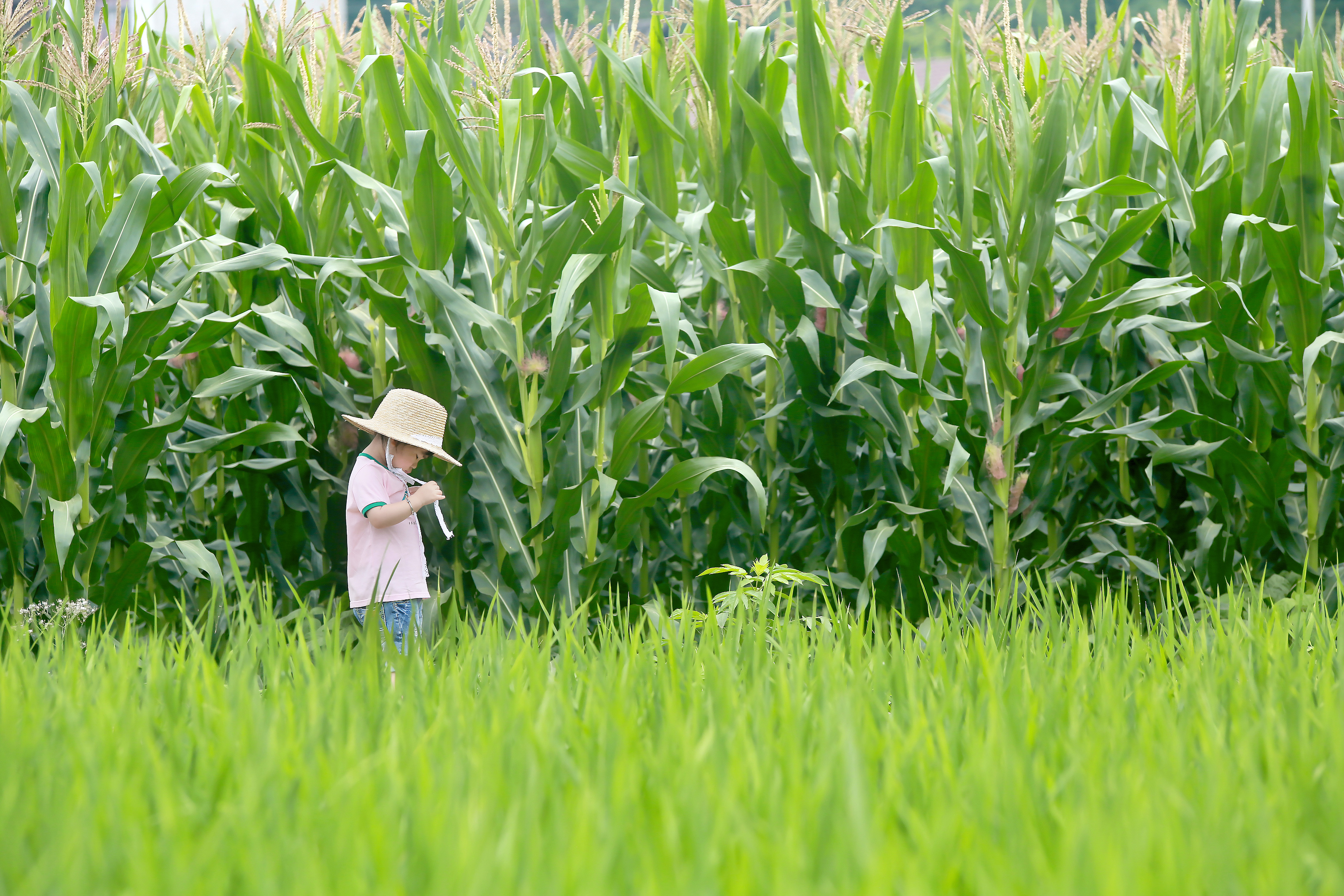 稻香|万物生长的夏天