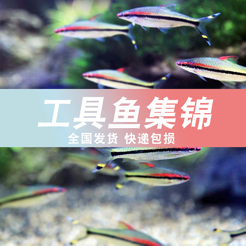 工具鱼活体鱼类目淘宝详情页设计