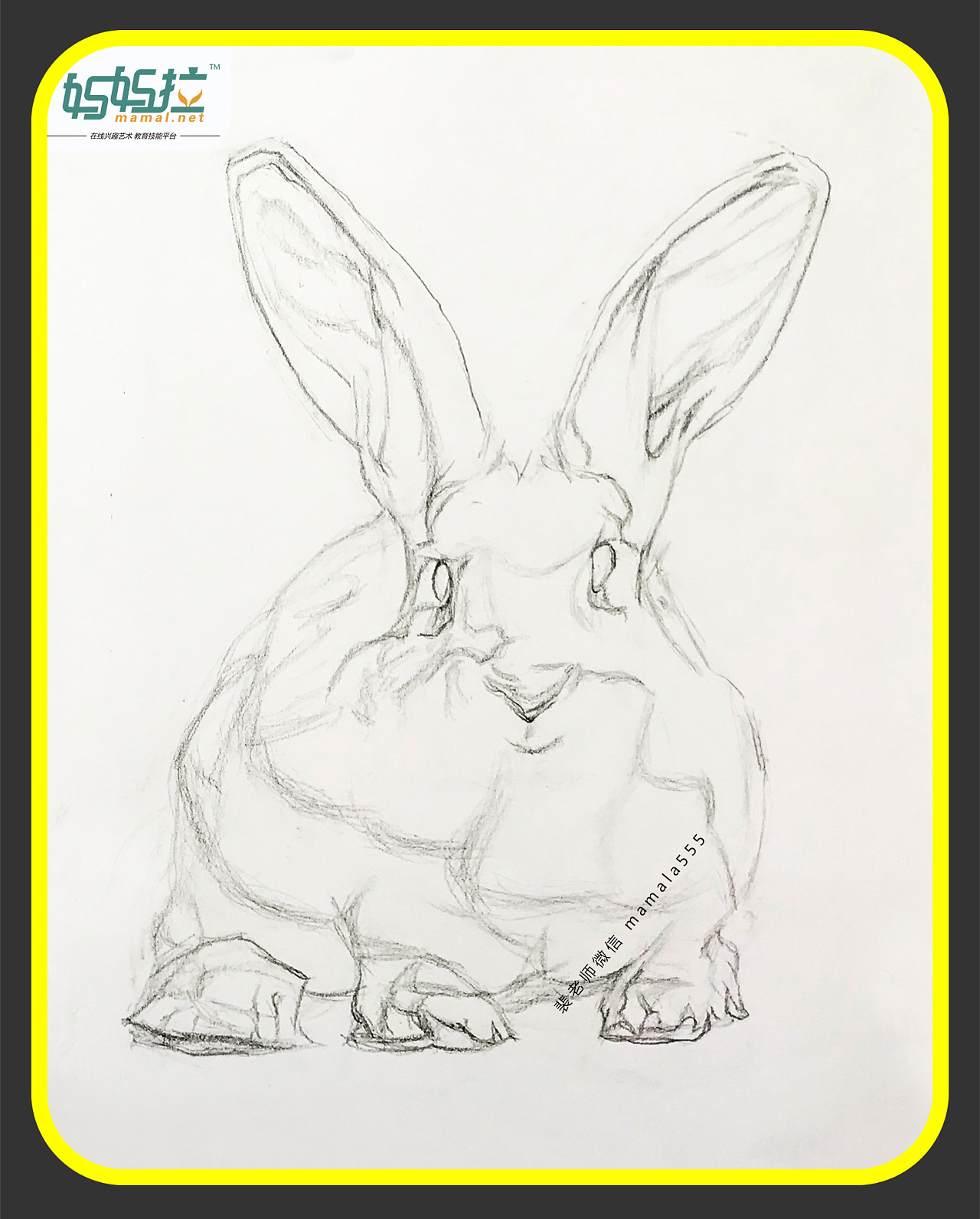 素描兔子|纯艺术|绘画|妈妈拉美术学院 - 原创作品 - 站酷 (zcool)