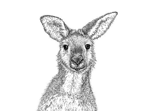 袋鼠