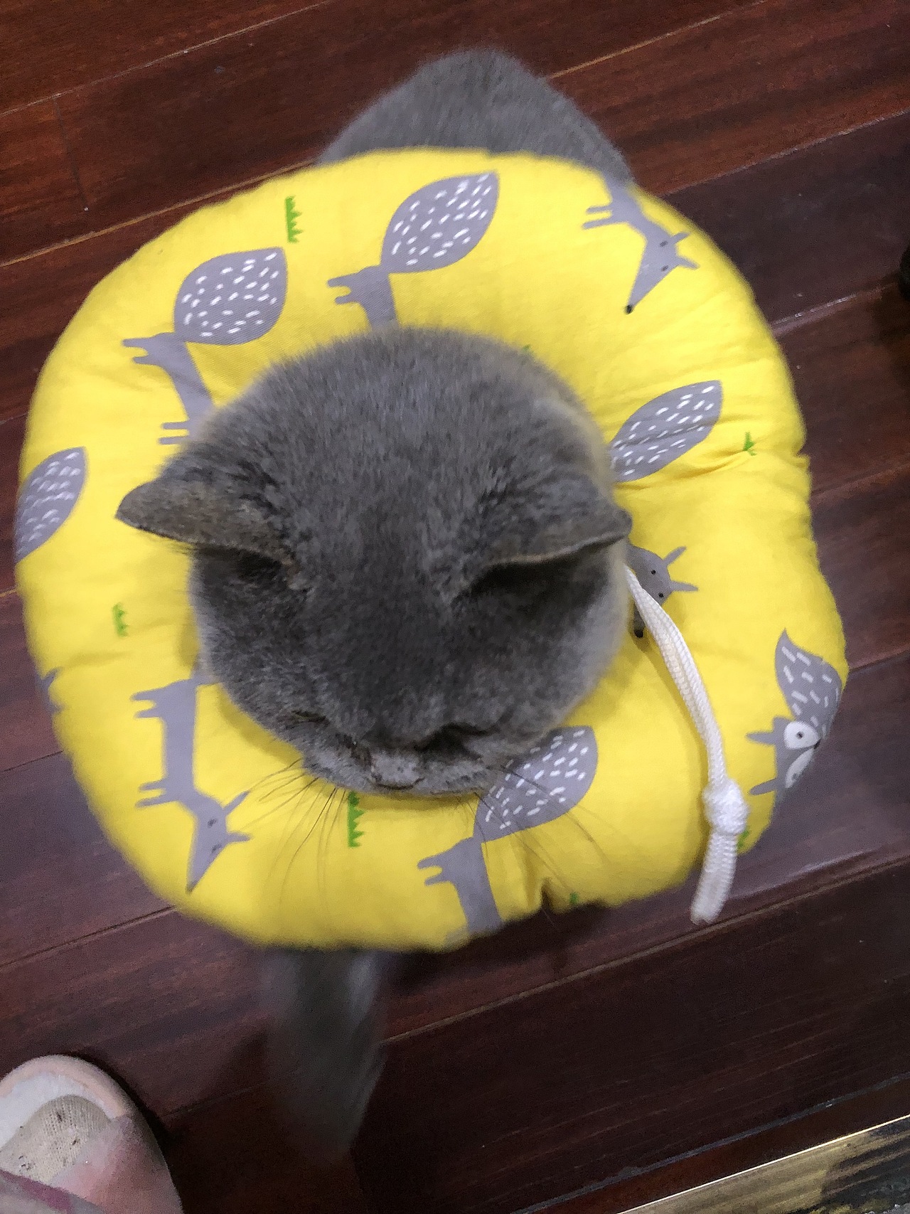 给家里喵画个头像