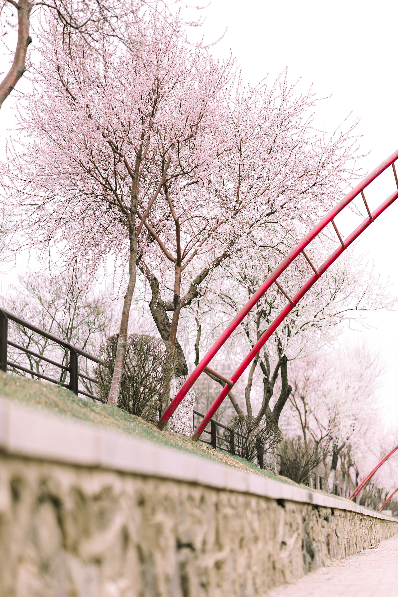 故乡的Sakura开了（雾（图ZMjQ5ODIzNTI0） - 风光摄影 - 站酷设计师Myth神话丶原创素材 - 站酷ZCOOL