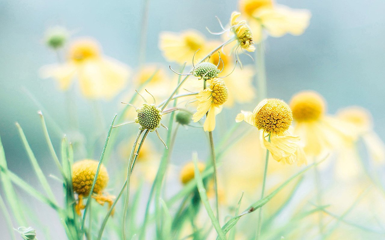 小清新的壁纸-2