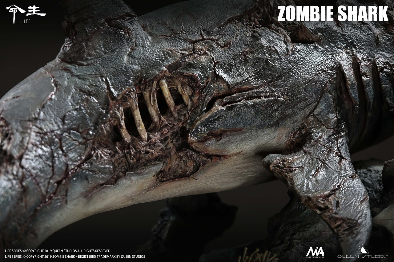 queenstudios生命系列骷髅鲨产品实物图