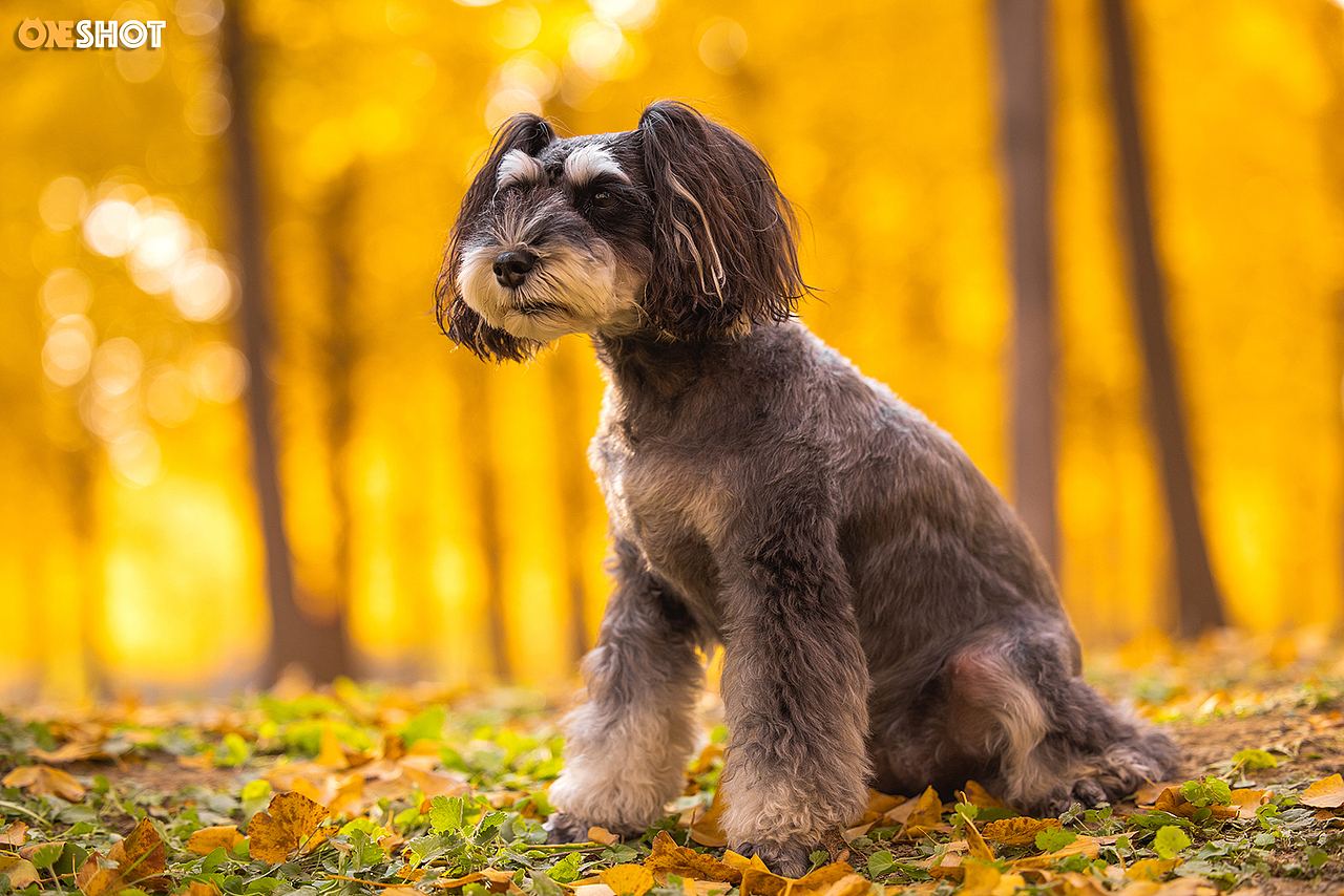 北京的秋天太美了