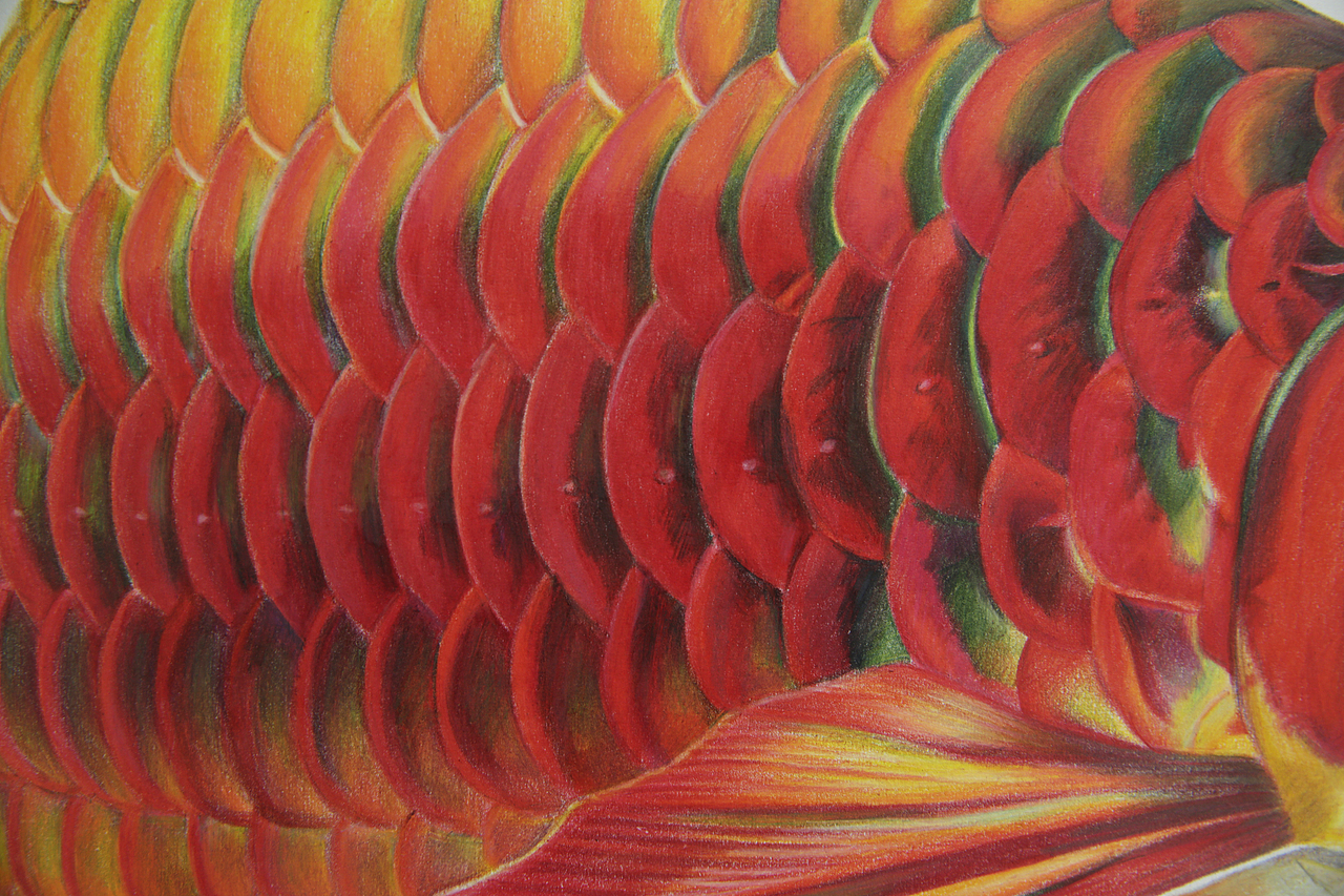 关于龙鱼的手绘彩铅画（图ZMTIwMzExNjQ0） - 绘画 - 站酷设计师_lelia原创素材 - 站酷ZCOOL