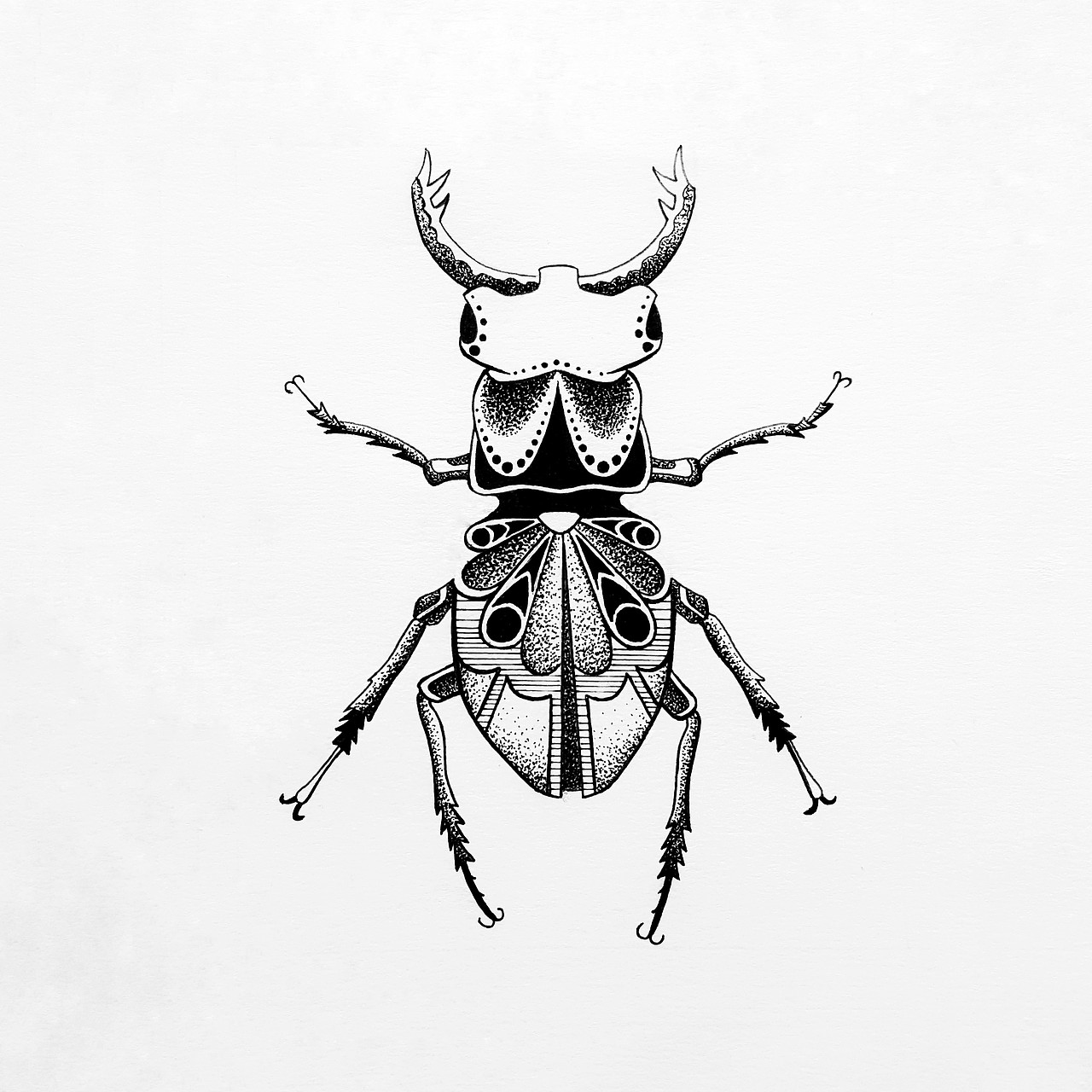 手绘甲虫