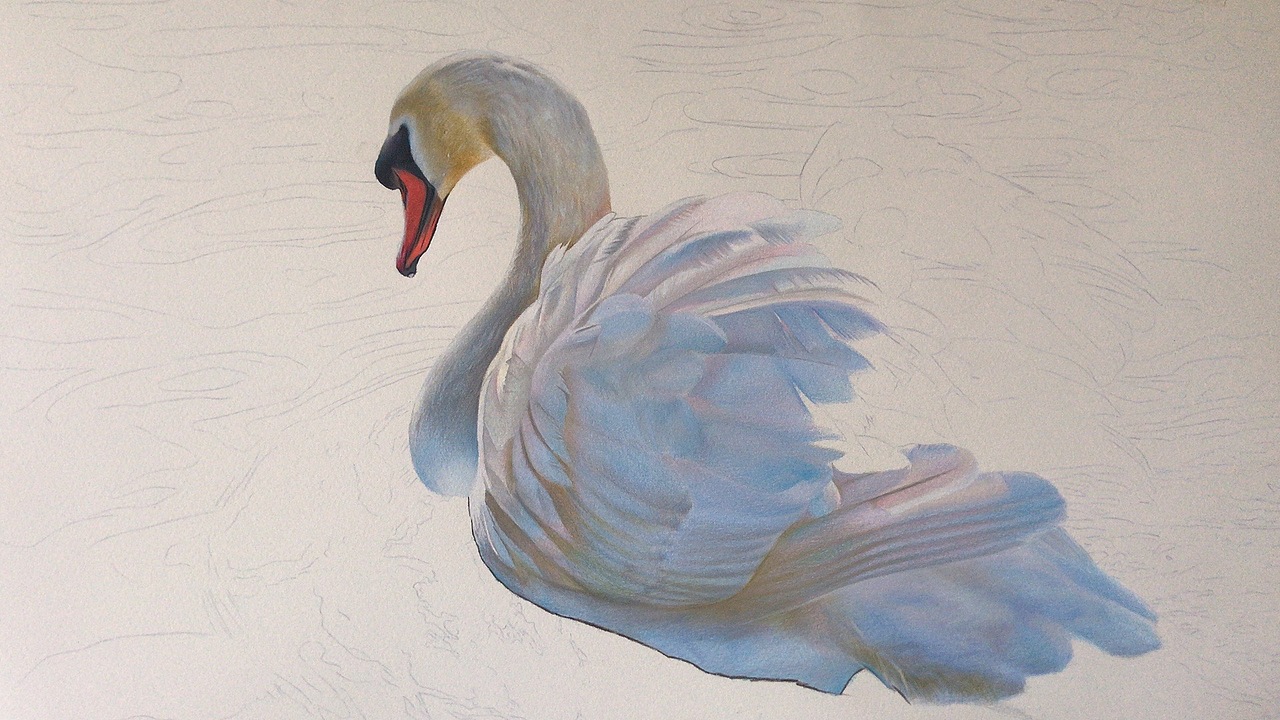 彩铅动物系列之-白天鹅、霹雳马绿辉偏写实风格