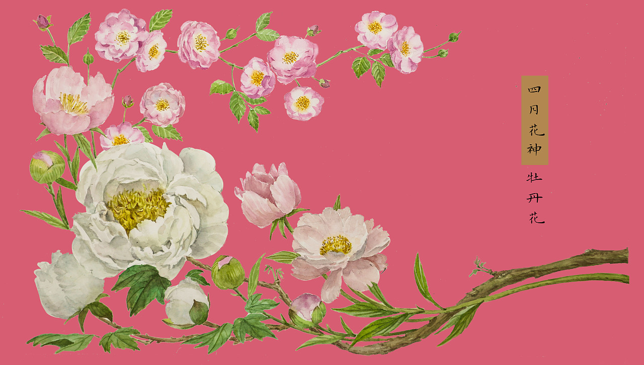 十二月花神之四月花神牡丹花芍药蔷薇花 原创作品 站酷 Zcool