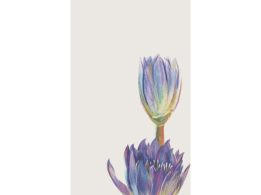 爱莲说  花瓶里的莲花