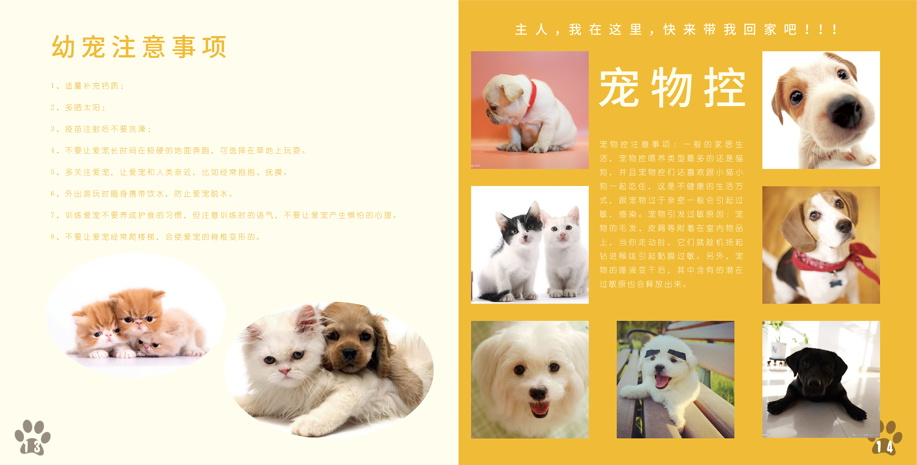 宠物画册