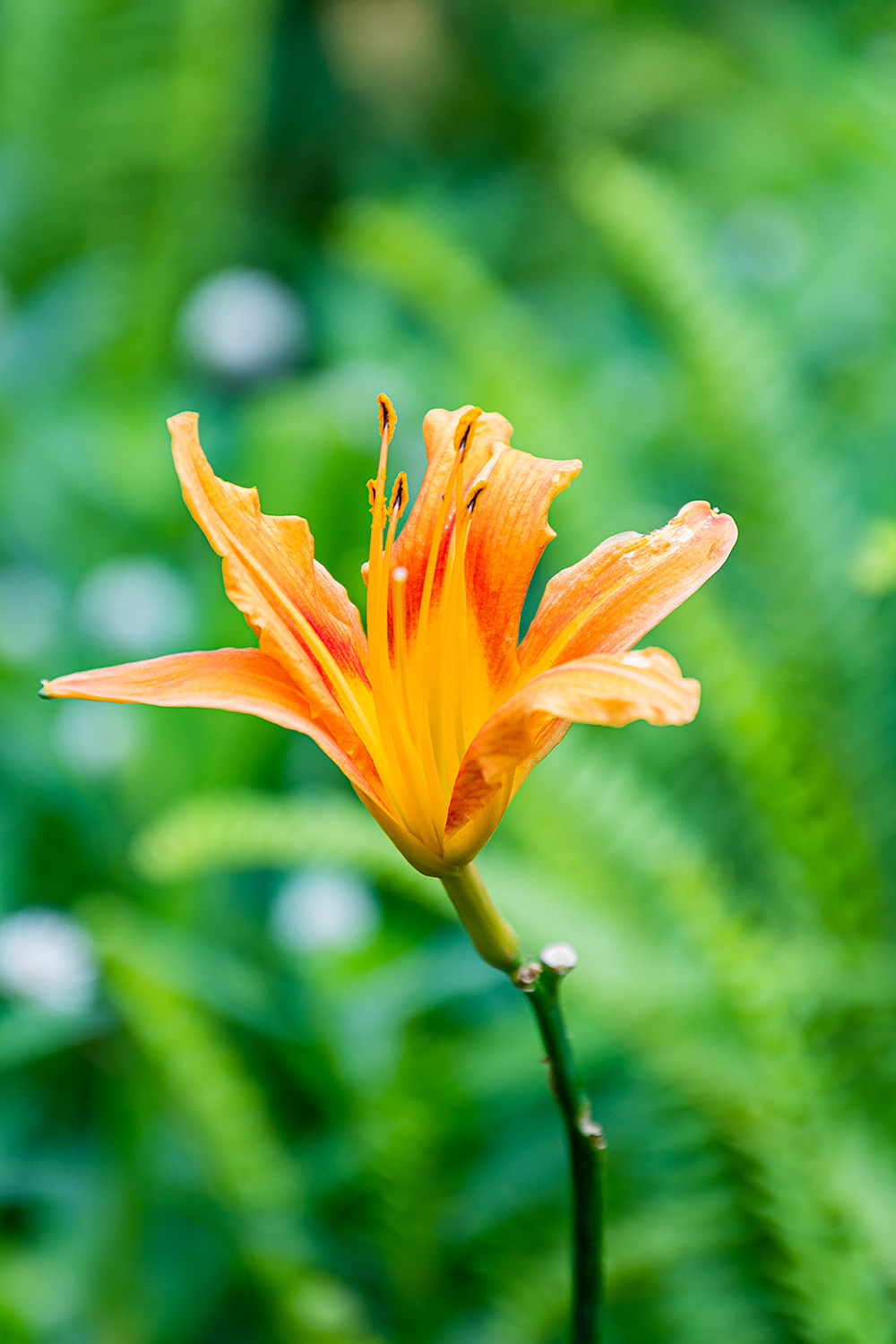 【花卉】萱草|摄影|风光摄影|渔舟晚风_原创作品-站酷zcool