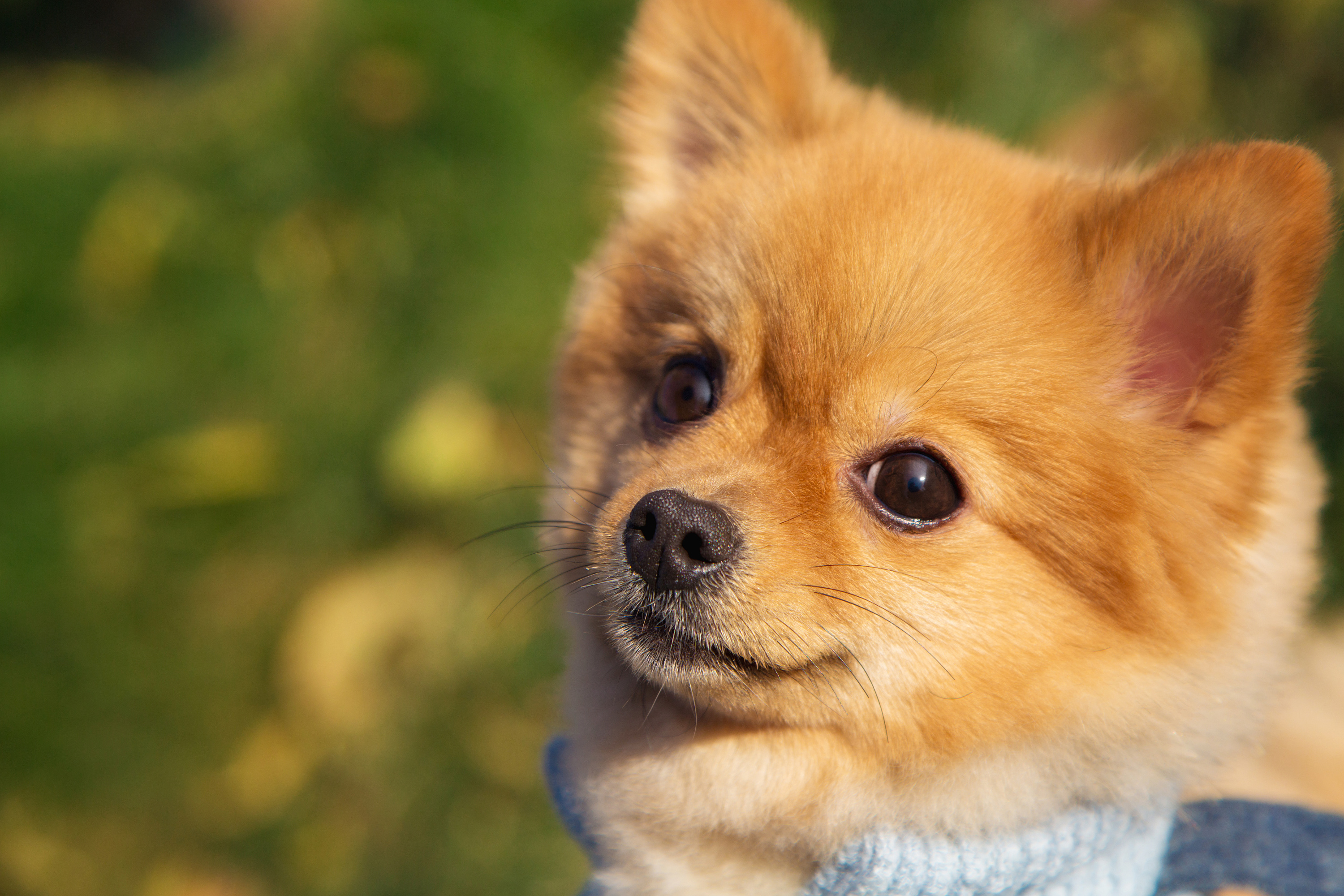 创想影堂宠物摄影