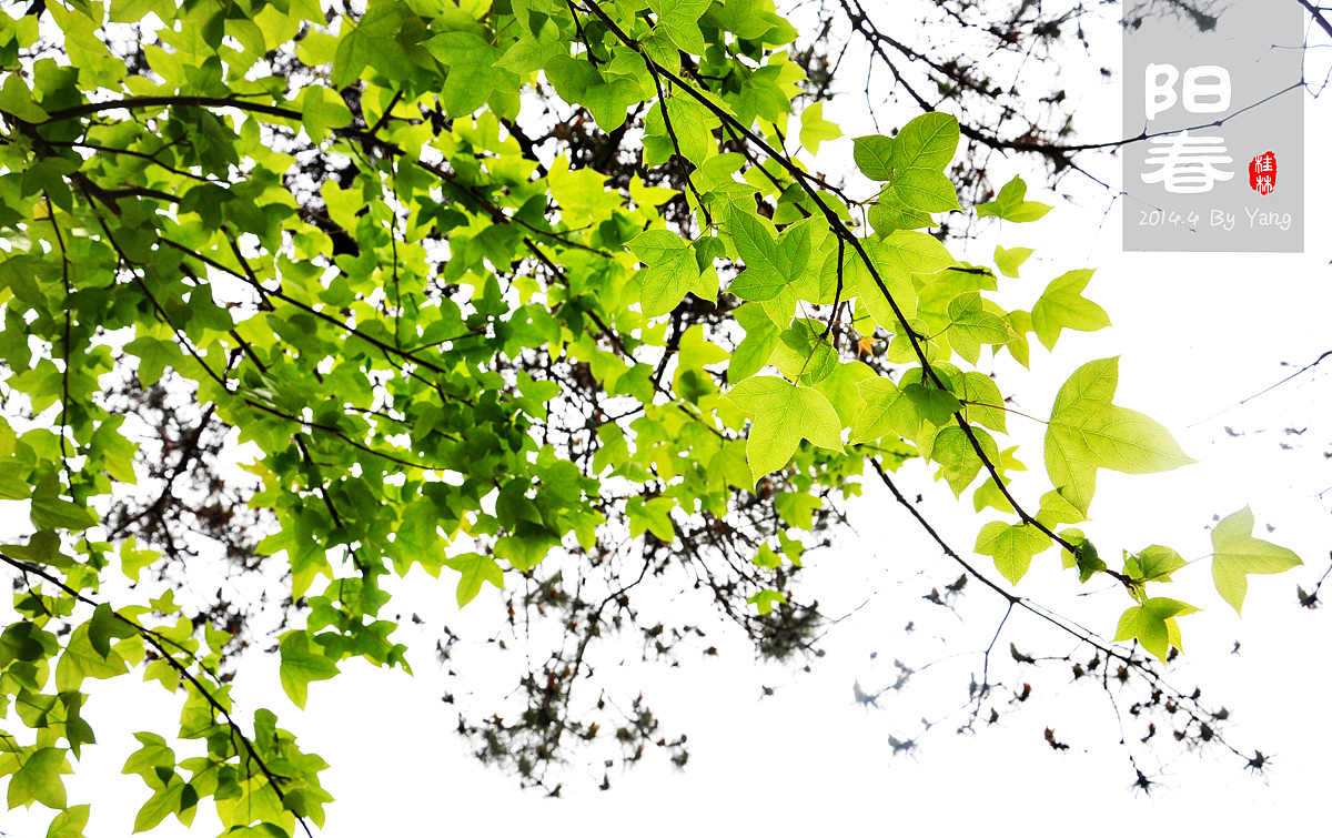 阳春三月下桂林-2014.4（图ZMTU4Nzc0Mjg=） - 风光摄影 - 站酷设计师szuedu2005原创素材 - 站酷ZCOOL