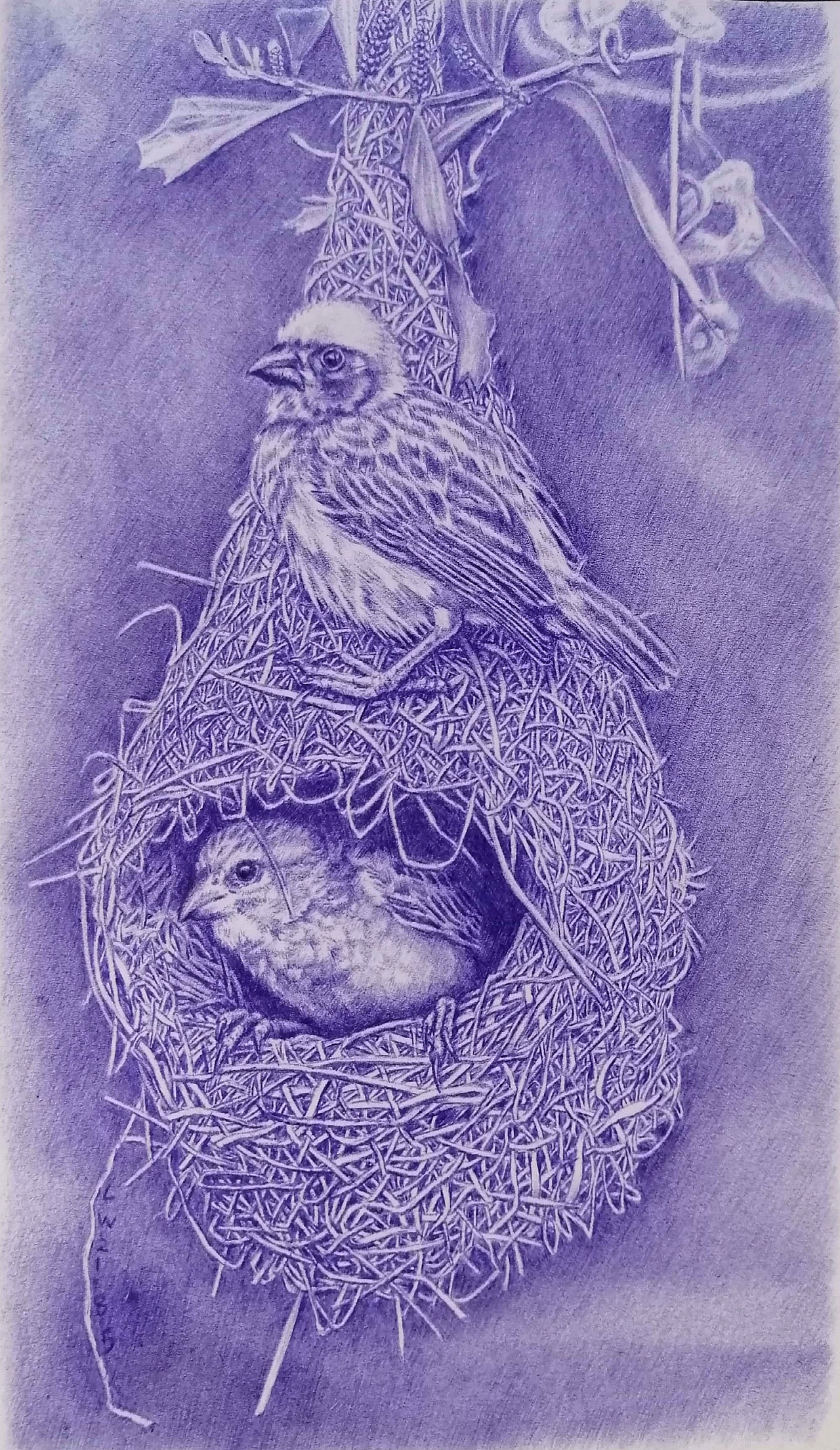 老男孩圆珠笔画《窝居》