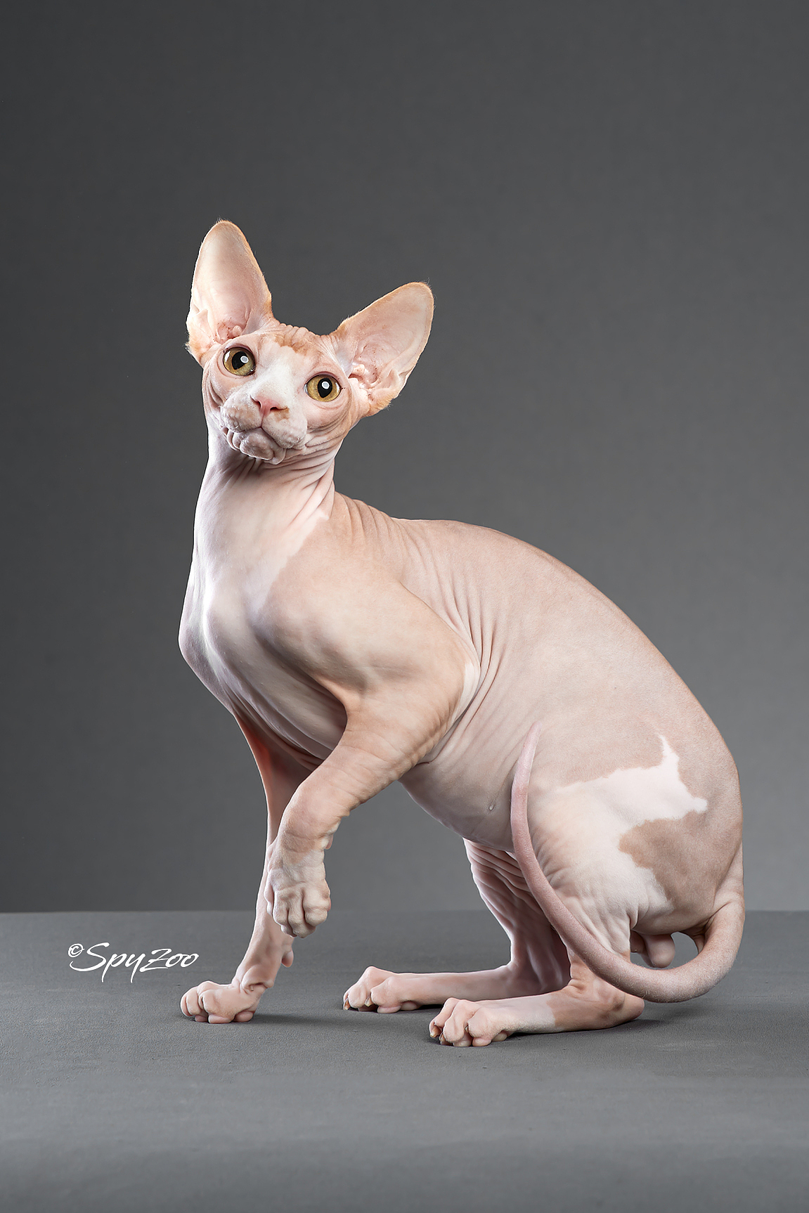 SPYZOO猫赛猫照片之「斯芬克斯无毛猫」（图ZMTY0MDc1Nzg0） - 宠物摄影 - 站酷设计师spyzoo原创素材 - 站酷ZCOOL