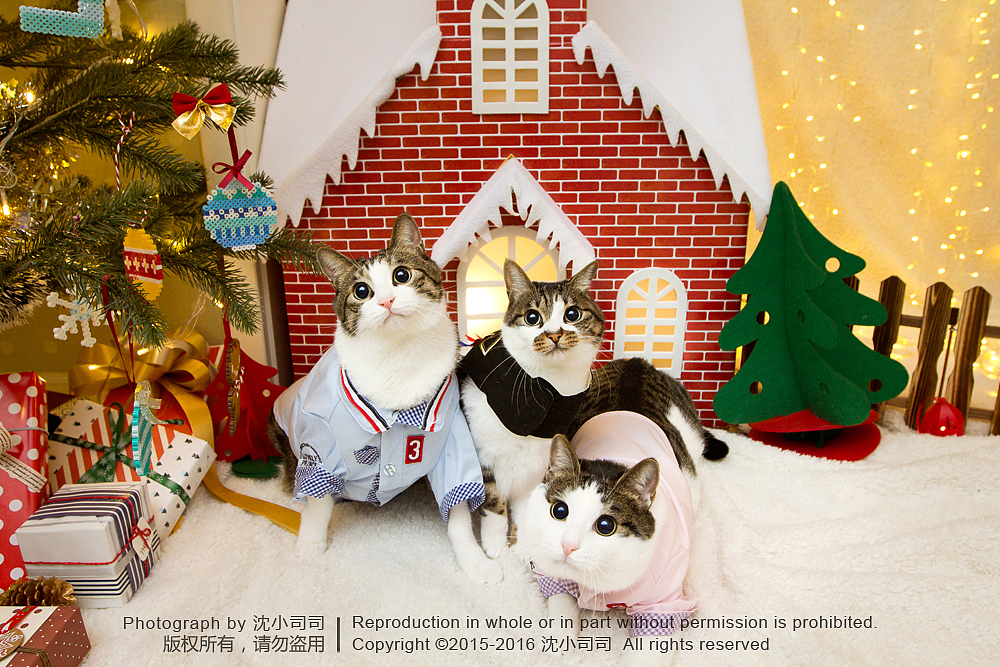 喵瑞Christmas(图ZMzg3NzE1ODA=) - 宠物摄影 - 站酷设计师司司Yokey原创素材 - 站酷ZCOOL