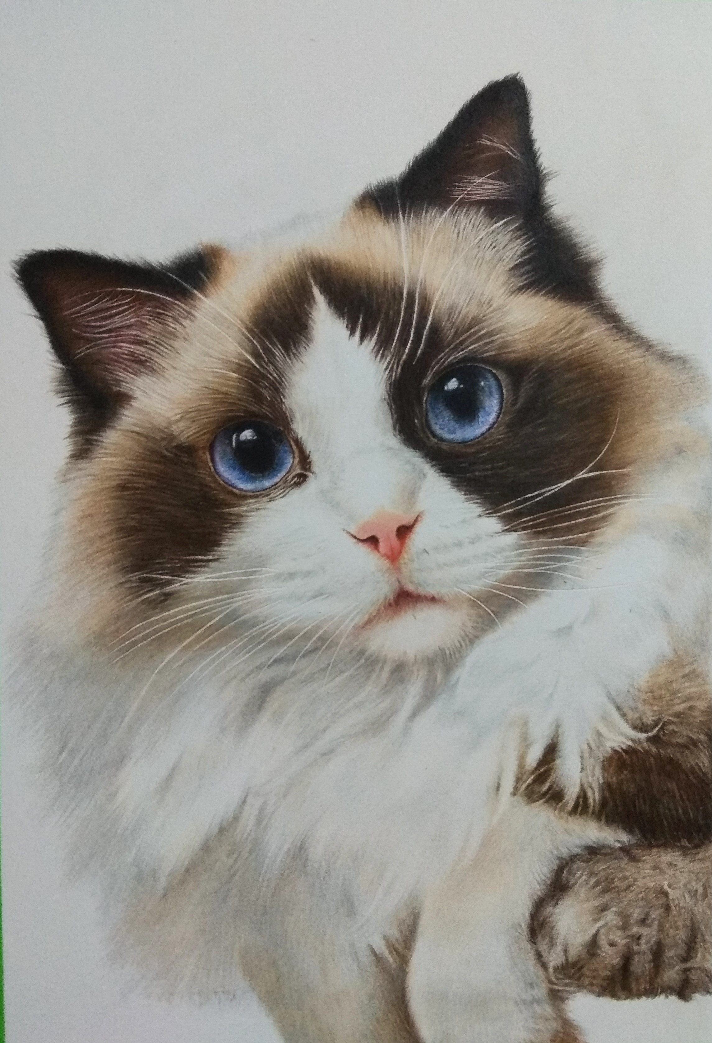 彩铅布偶猫图片