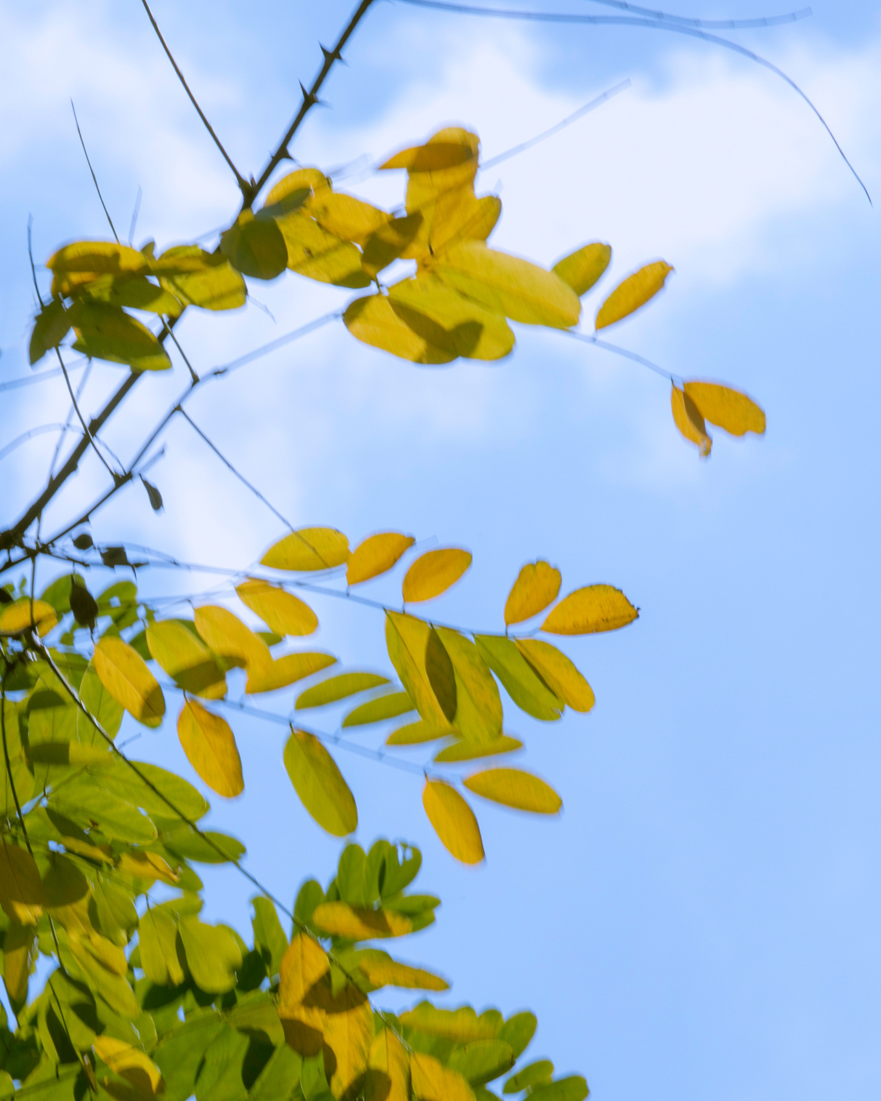 秋风抚树,树抚秋风