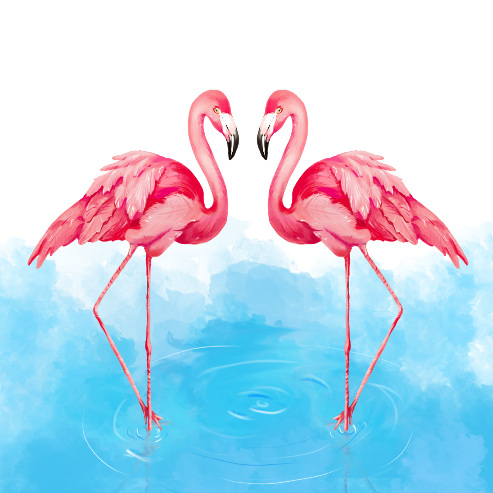 火烈鸟|插画|创作习作|麦芒姑娘 - 原创作品 - 站酷 (zcool)