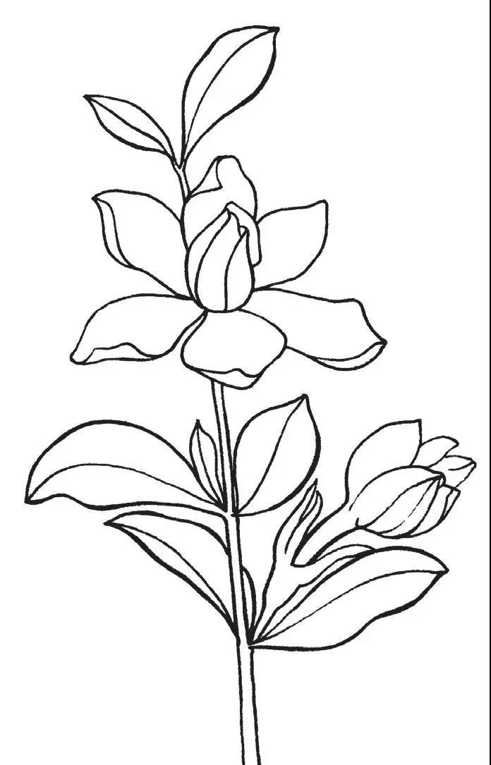 2款线稿植物,一学就会!