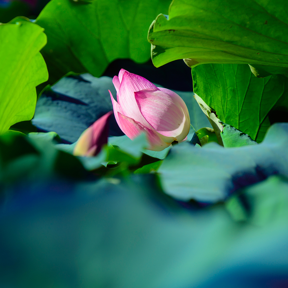 荷花與青花瓷器擺件（圖ZNTgyMTMyMTI=） - 產(chǎn)品攝影 - 站酷設(shè)計(jì)師紫夢(mèng)云纖原創(chuàng)素材 - 站酷ZCOOL