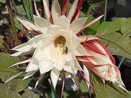 立冬--花（個(gè)人主頁-ZNDg2NjcwMDQ=） - 人文/紀(jì)實(shí)攝影 - 站酷設(shè)計(jì)師病毒大師原創(chuàng)素材 - 站酷ZCOOL