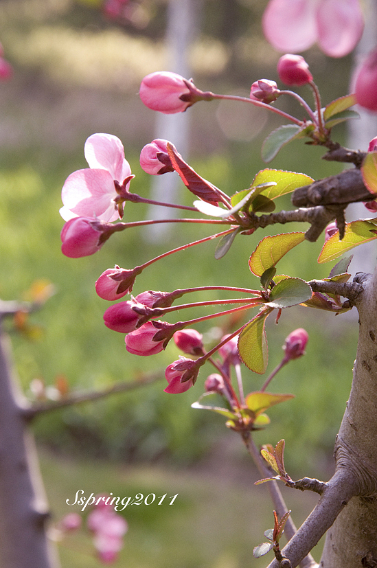 四月芳菲——垂丝海棠（图ZMjcyNzIwNA==） - 风光摄影 - 站酷设计师慢熟的兔子原创素材 - 站酷ZCOOL