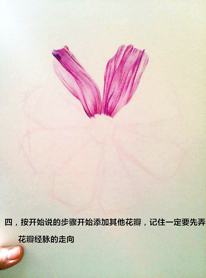 圆珠笔——《波斯菊》（图ZMjMzNTI1NzI=） - 绘画 - 站酷设计师大饼人_原创素材 - 站酷ZCOOL