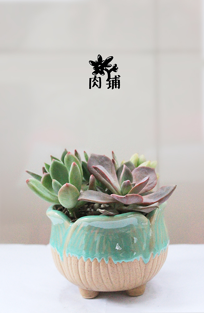 我的多肉盆栽（图ZMjcxMTgwMTY=） - 其他手工艺 - 站酷设计师okado原创素材 - 站酷ZCOOL