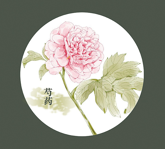 草本植物 练习|插画|创作习作|汤二嬷 - 原创作品 - 站酷 (zcool)