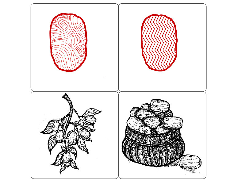手绘枣大枣手绘