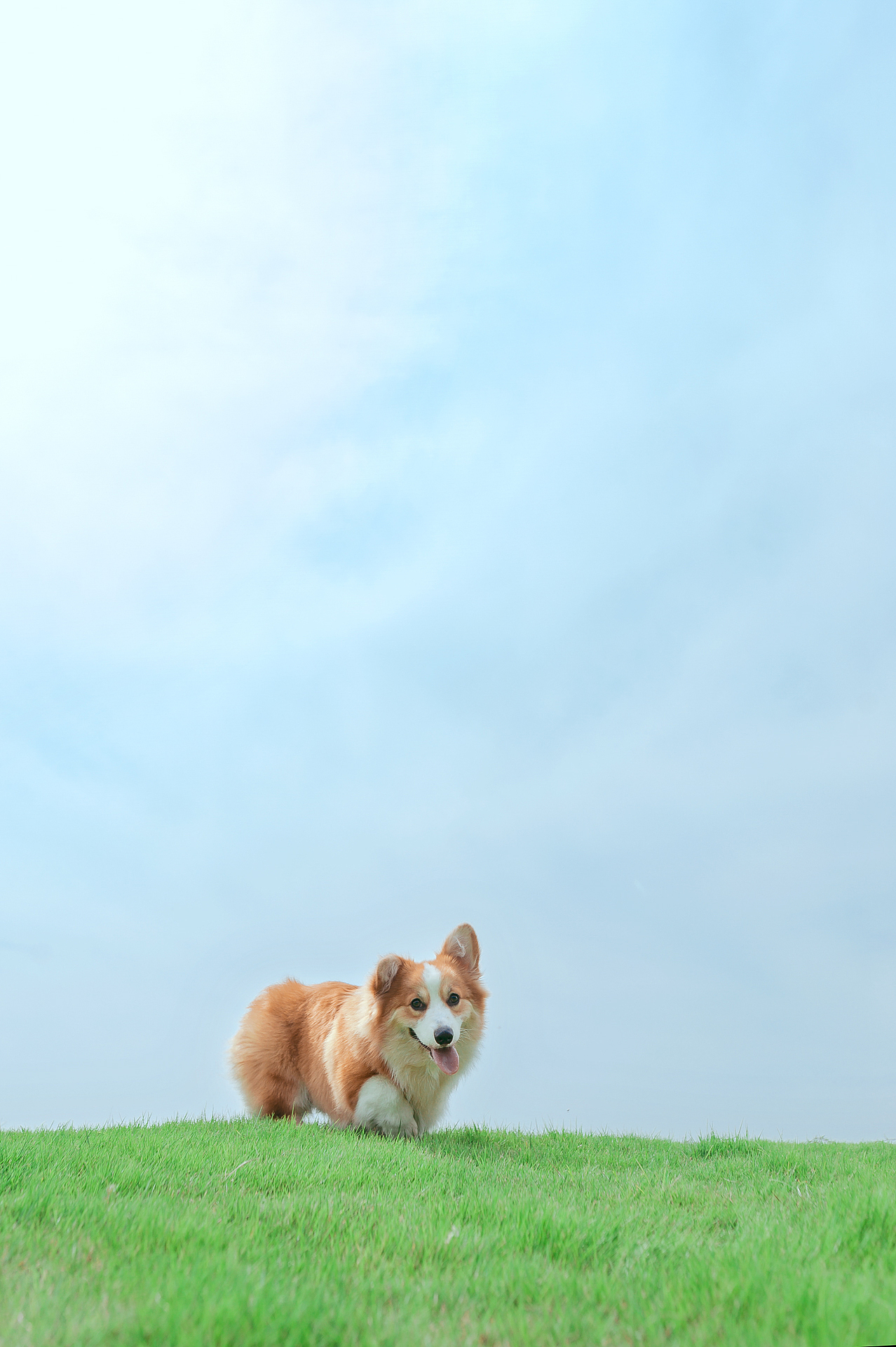 长毛柯基-洛杉矶【均木纪实宠物摄影】