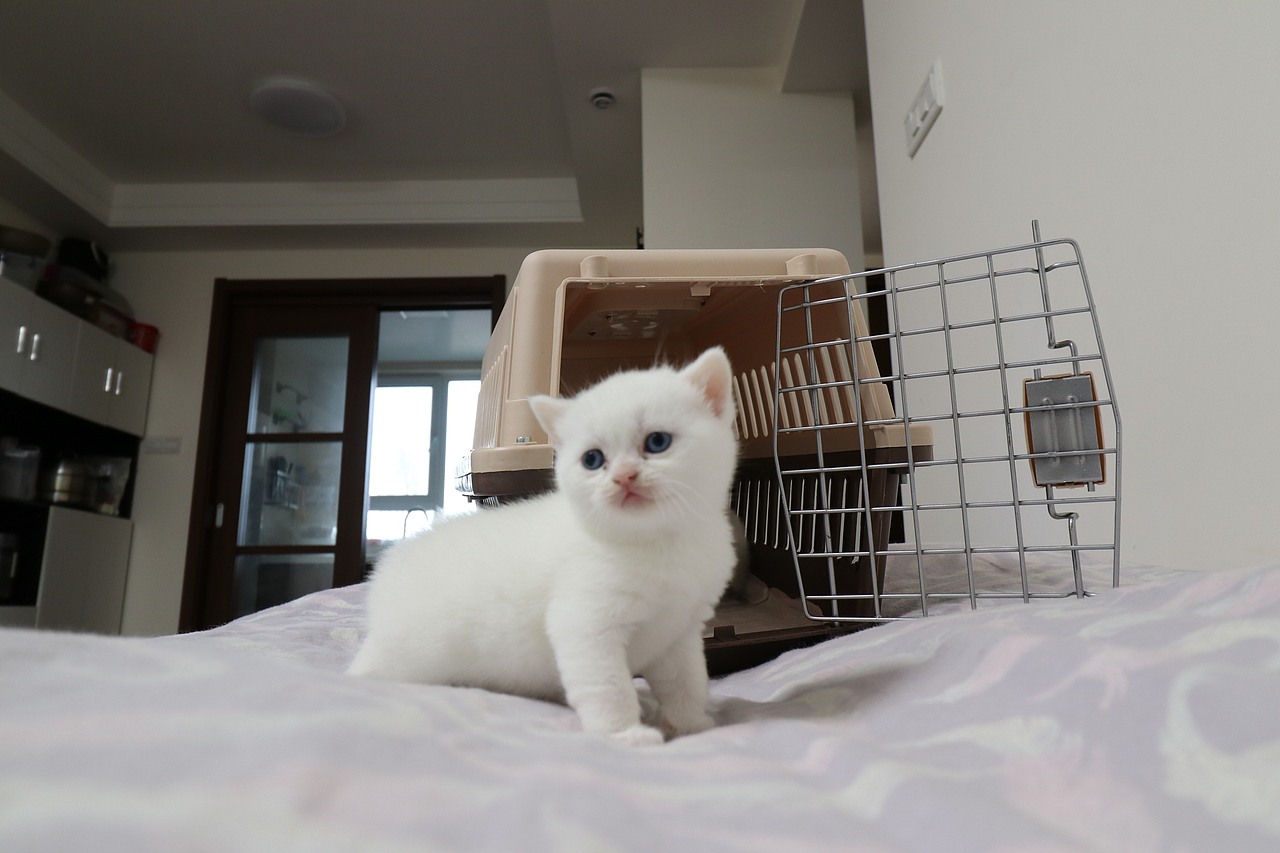 猫 161-英短-纯白-母-五粉-头无灰色毛-23-405g（图ZMjA4NjA3MTM2） - 宠物摄影 - 站酷设计师沐米猫舍原创素材 - 站酷ZCOOL