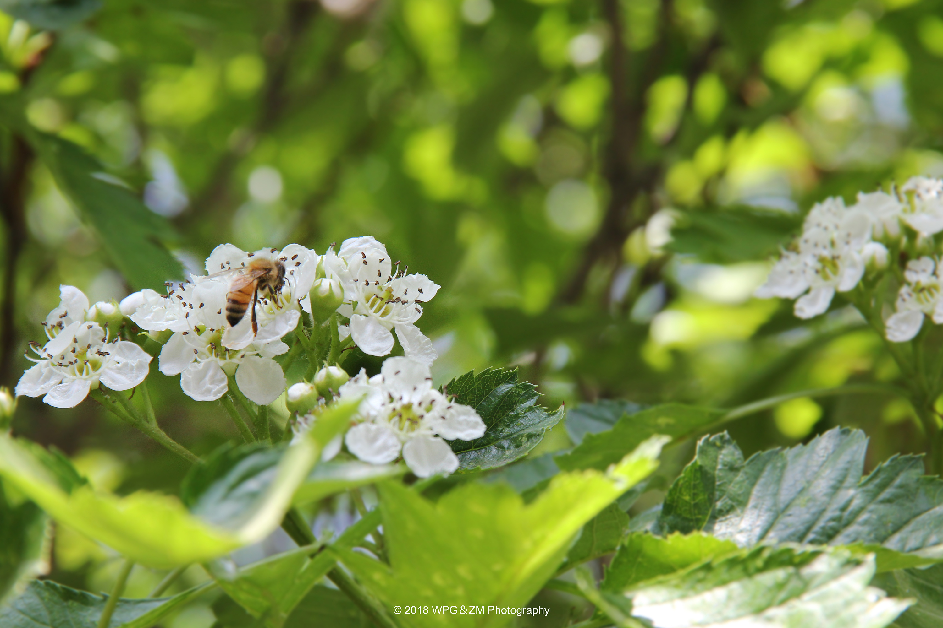 《 山楂树下 》