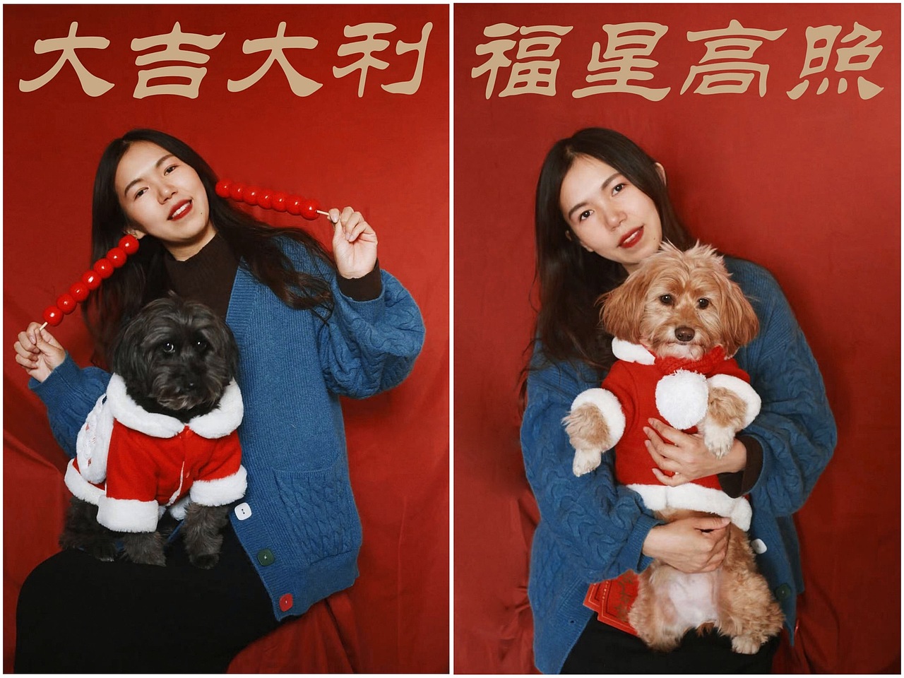 新年好运（图ZMjM5MTI1MzIw） - 宠物摄影 - 站酷设计师跳跃的米豆原创素材 - 站酷ZCOOL