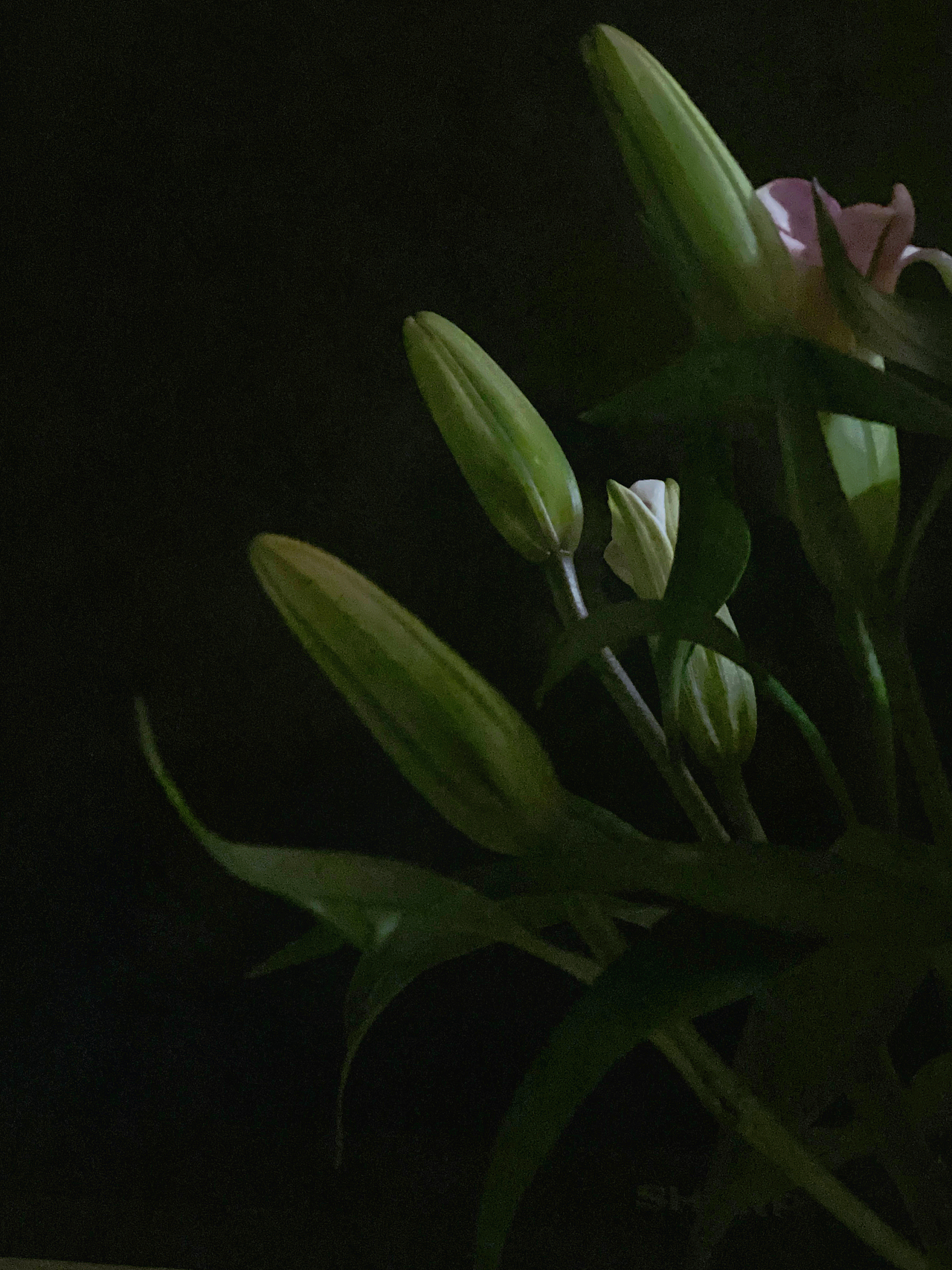 百合（图ZMzI4NTcxOTg0） - 风光摄影 - 站酷设计师雅努斯钢原创素材 - 站酷ZCOOL